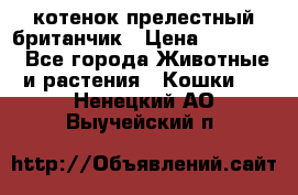 котенок прелестный британчик › Цена ­ 12 000 - Все города Животные и растения » Кошки   . Ненецкий АО,Выучейский п.